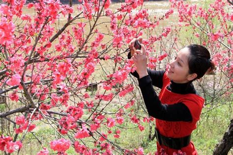 八字無花怎麼辦|八字中桃花多種取斷和化解方法